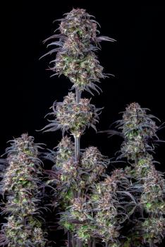 Samen 3x Original Blueberry Automatik Fast Buds